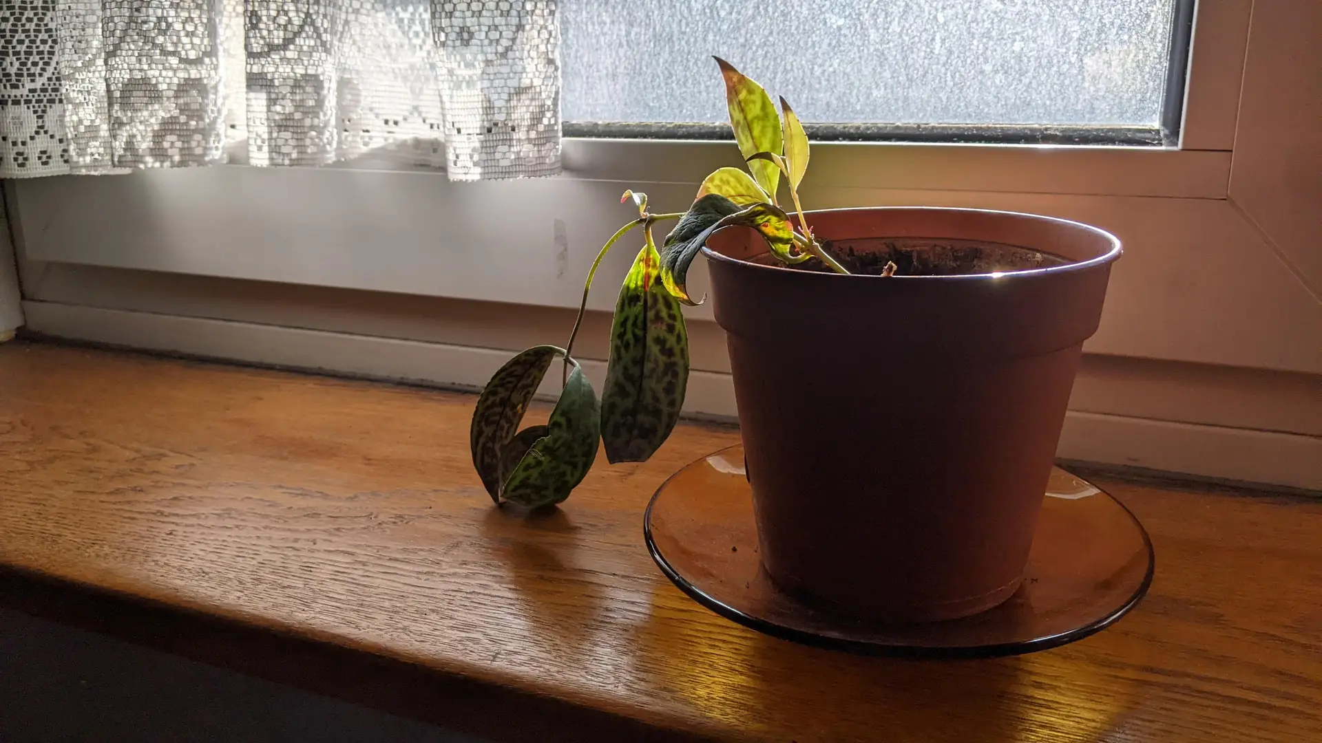 Une plante qu'Eléa m'a confié fait ses premières nouvelles feuilles
